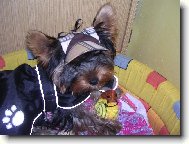 Spikí s čepičkou a hračkou