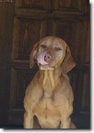 "Bych Tě láskou sněd"