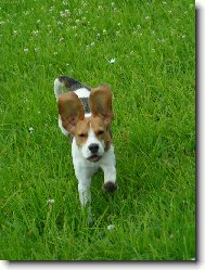 já si lítám,lítám jako králík?