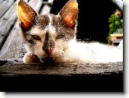 čumáček zahradní