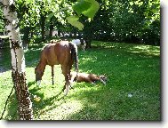 odpočívající koně