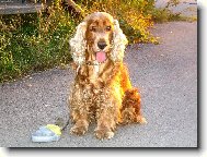 Opravdu zlatý kokřík