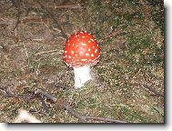 Muchomůrka červená