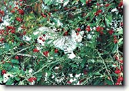 Třešně mi taky chutnají