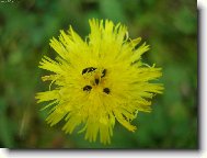 chovatelka broučků