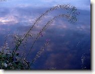 Pohled kytičky na oblohu