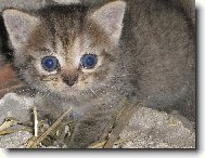 sem malinká micinka mňau