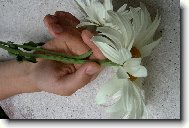 Něžný kvítek v něžných rukou