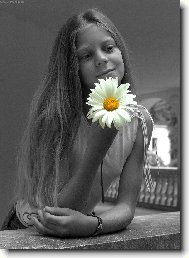 Kopretina pro zámeckou paní