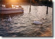 labutě a západ slunce...