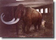 Mamut ještě žije!