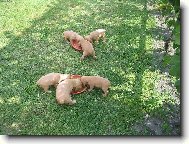 krmení "divé zvěře"