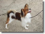 Bellík na výstavě