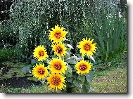 UŽ CHYBÍ JEN HASTRMÁNEK