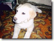 už mi růžový čumáček