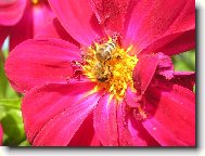 Symbiza mezi velou a rostlinou