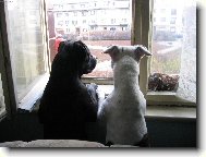 Psí předpověď počasí