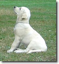 Bronwyn de Bismilláhi