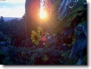 Lunečnice v západu slunce..