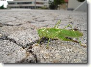 Kobylka si vyšla do města