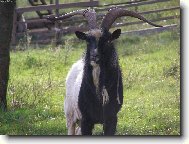 kozel z podhradí Točníku