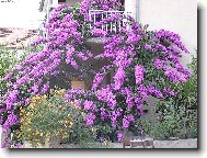 Nádherná popínavá květina