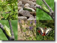 otakárek fenyklový