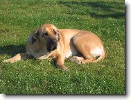 náš miláček Cori