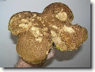 ČTYŘLÍSTEK PRO ŠTĚSTÍ