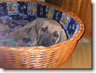 ještě hodné štěňátko Cori