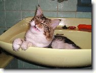 Říkali, že poteče smetana...