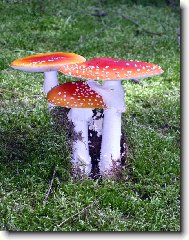 pohádka z mechu a kapradí