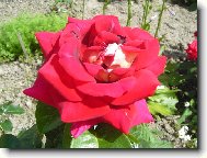 růžička ze zahrádky