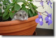 Křeček zahradníkem