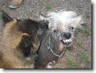 Jim už má malých tervíků plné zuby :-))