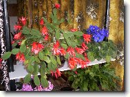 já z toho snad vykvetu...