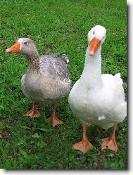 ..tomu nerozumím....