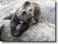 Medvěd hnědý - z večerníčku od Chaloupky