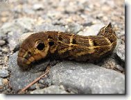 Matka příroda se vyřádila