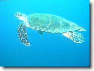 32m pod hladinou a želva