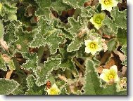 beruška na divoké okurce