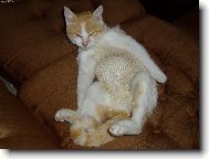 jsem stará,bezzubá,jednooká a raněná,ale přesto mě mají rádi