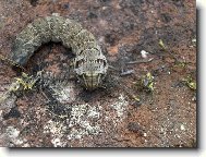 Housenka z jiného světa