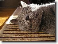 Čekám na prince až mě políbí,ale zatím si zdřímnu.