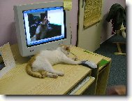 Hra kočky s myší...