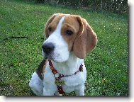 náš mazel Benjamínek