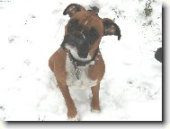 Čekám na povel, páníčku!