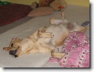 Tracy ve své oblíbené poloze