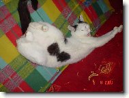 Náš kocour se směje