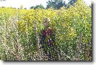 Boj ve vysoké trávě ;o)